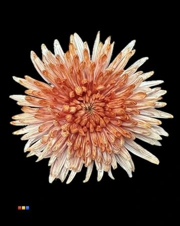 Chryzantéma veľkokvetá Topspin Latte • 70 cm