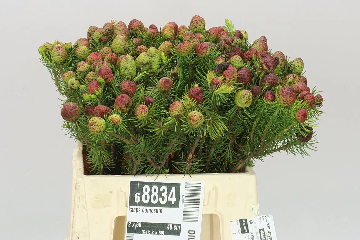 Kaaps Cumosum • 40 cm