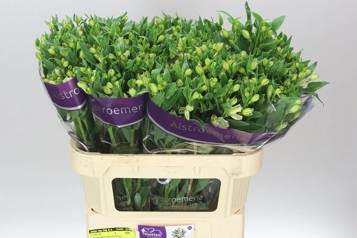 Alstroméria Charmelia Pinot • 75 cm