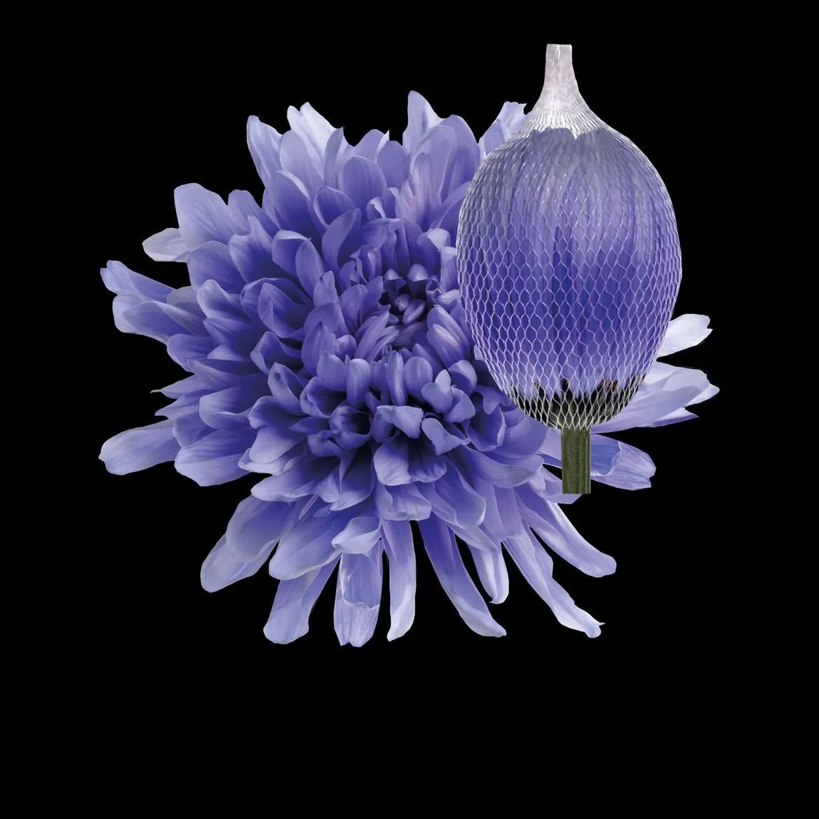 Chryzantéma veľkokvetá Antonov Pastel Lilac • 70 cm