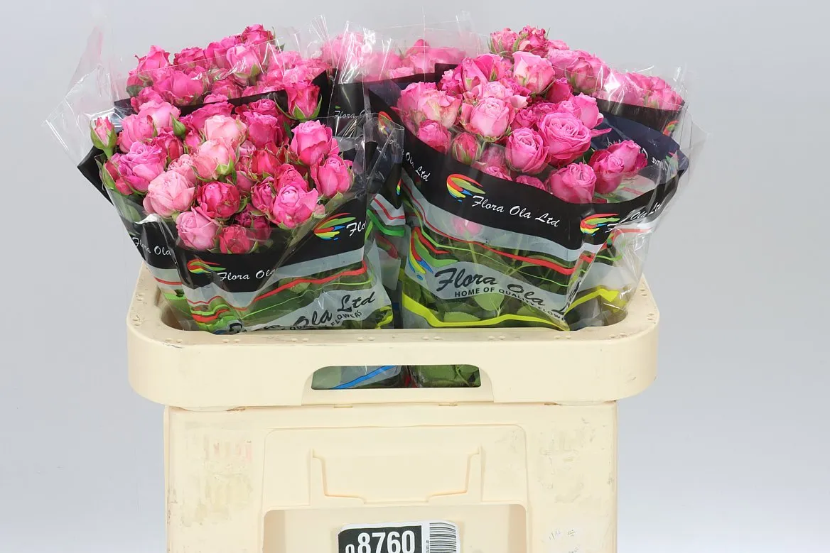 Rosa Tr Lady Bombastic • 60 cm