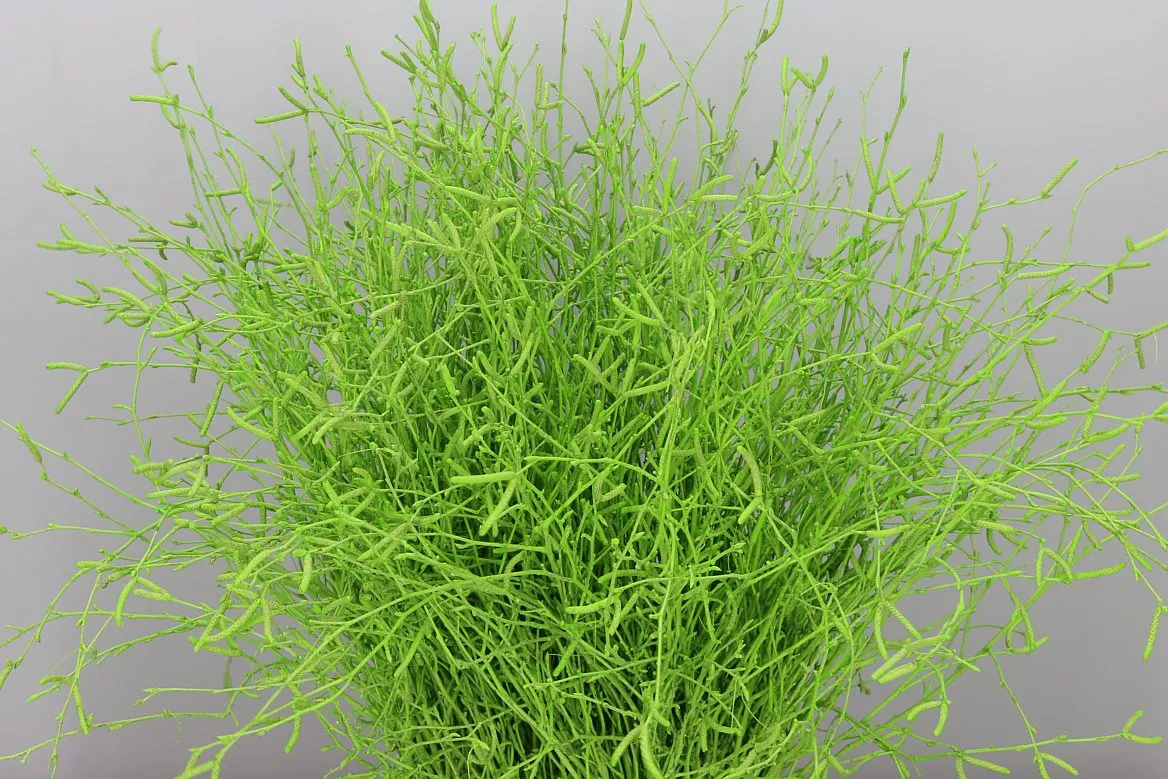 Breza Apple Green • 70 cm