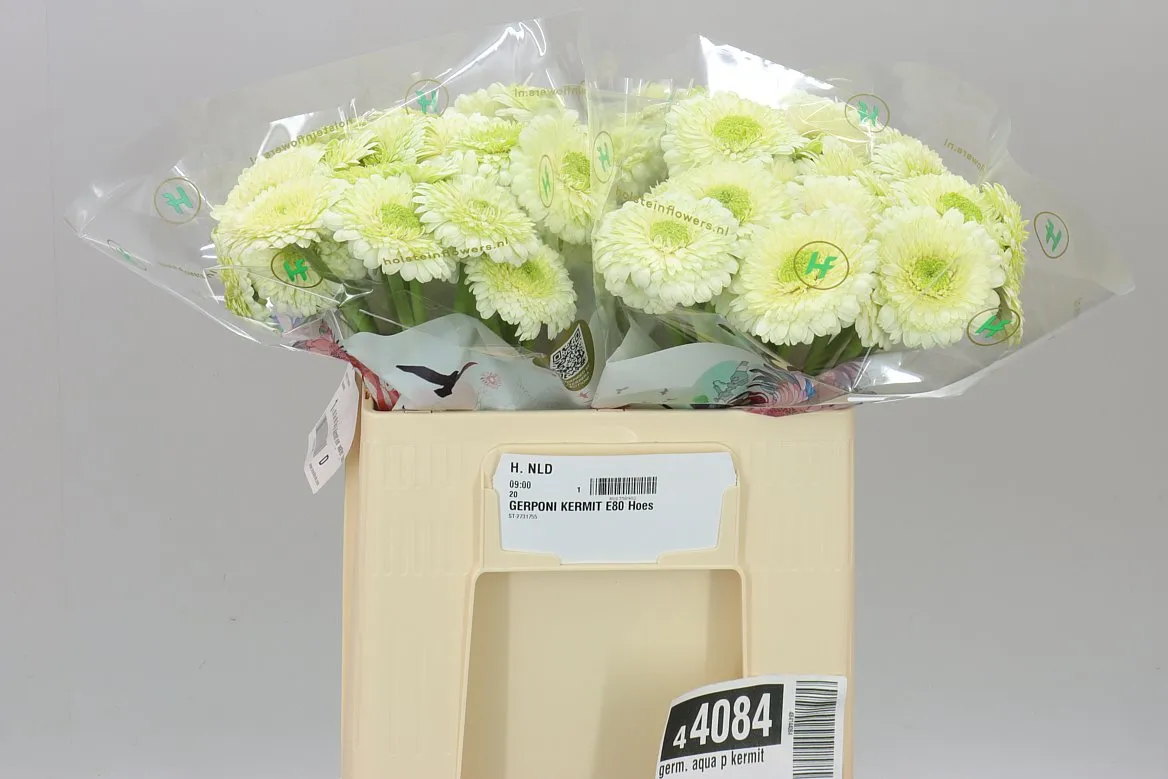 Germini Aqua P Kermit • 50 cm