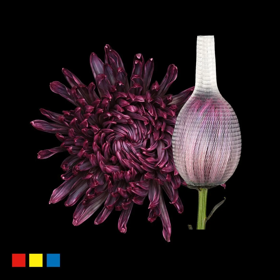 Chryzantéma veľkokvetá Stravina Gothic • 70 cm