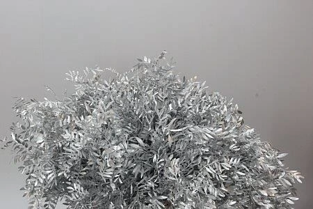 Pistácia Short Silver • 50 cm