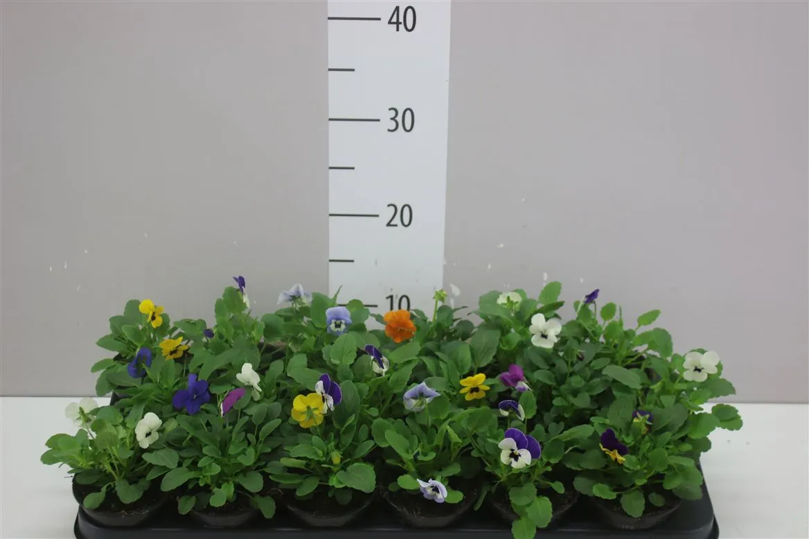 Viola Cornuta Sorbet mix • črepník 9 cm