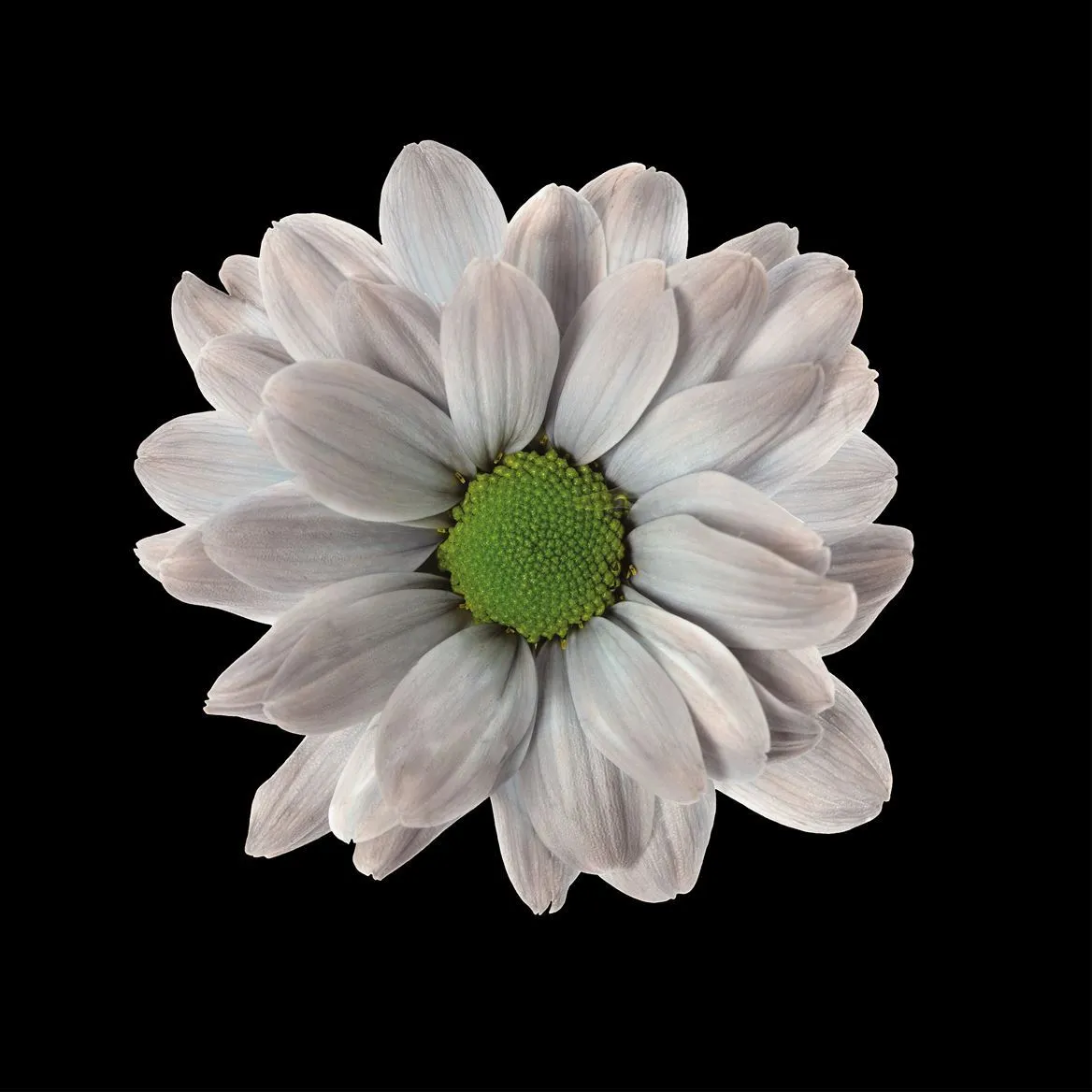 Chryzantéma trsová Kennedy Grey • 70 cm