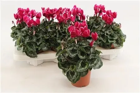 Cyclamen Kl Fuji Purple • črepník 10,5 cm