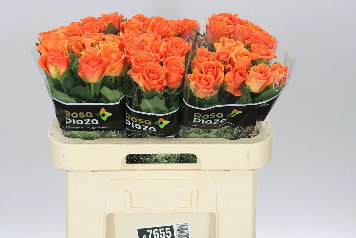 Rosa Gr On Fire • 60 cm