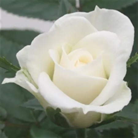 Rosa Jewel White • črepník 10 cm