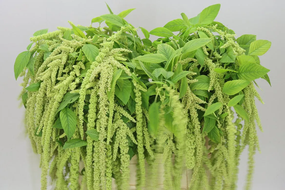 Amarant Ca Viridis • 70 cm