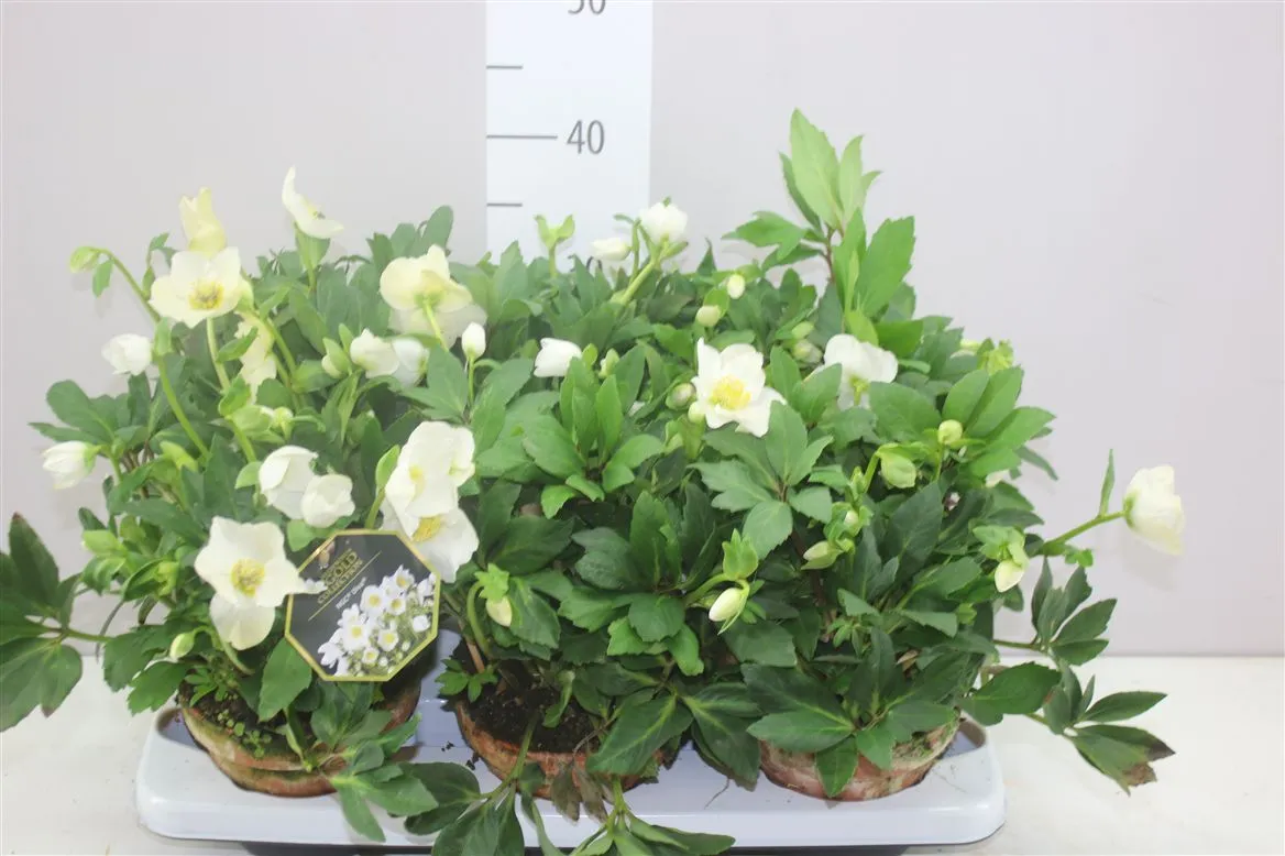 Helleborus Hgc Niger Selectie v obale Gouden Pot • črepník 15 cm