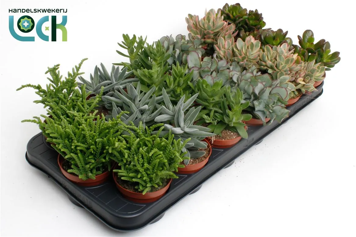 Crassula mix • črepník 8,5 cm