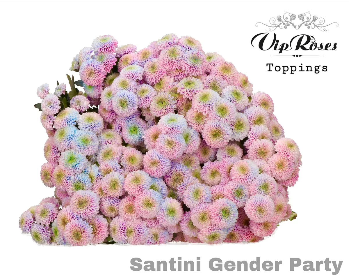 Chryzantéma santini Gender Party • 55 cm