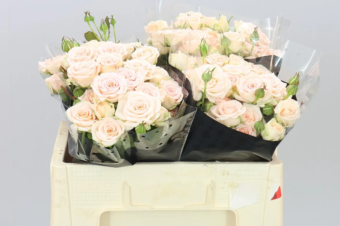 Rosa Tr Morning Star • 50 cm