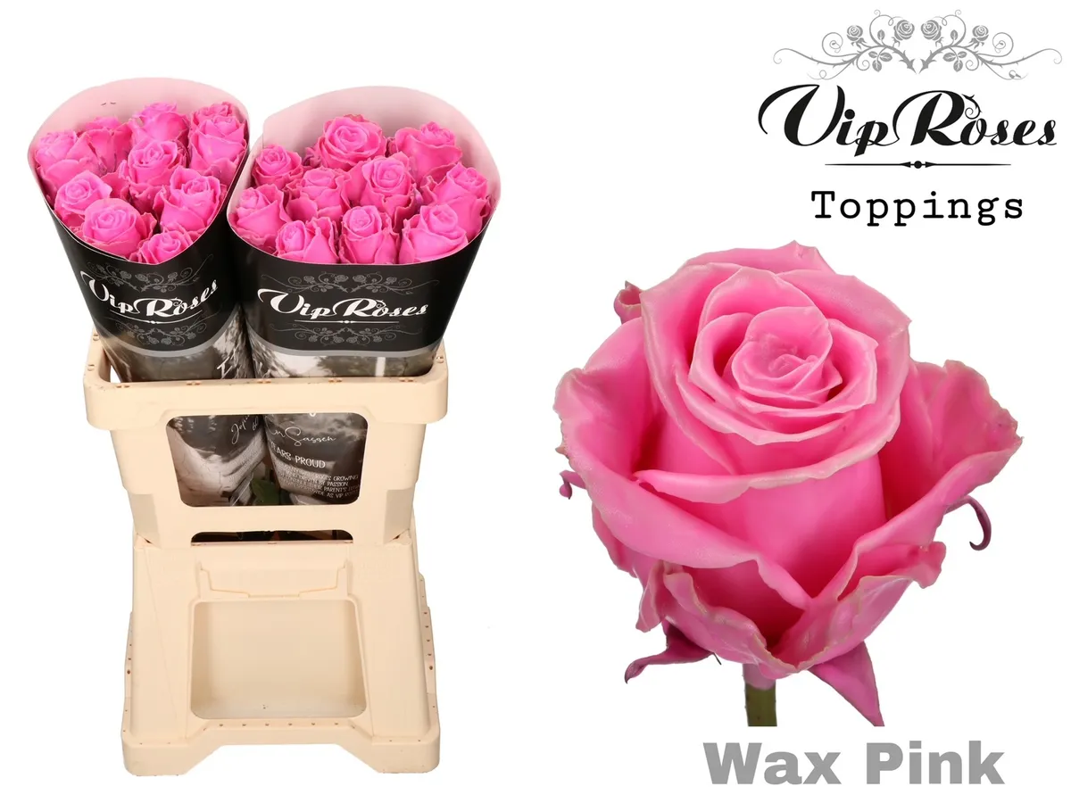 Ruža Wax Pink (60cm) • 60 cm