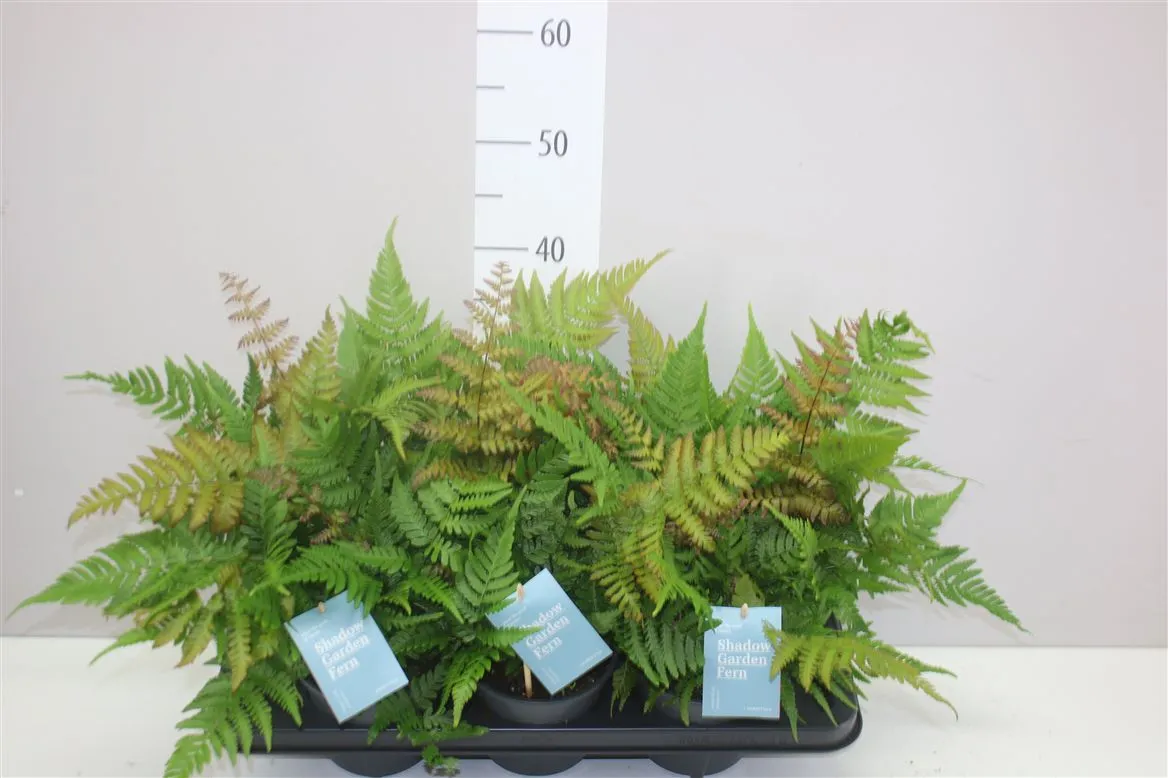 Dryopteris Eryth • črepník 14 cm