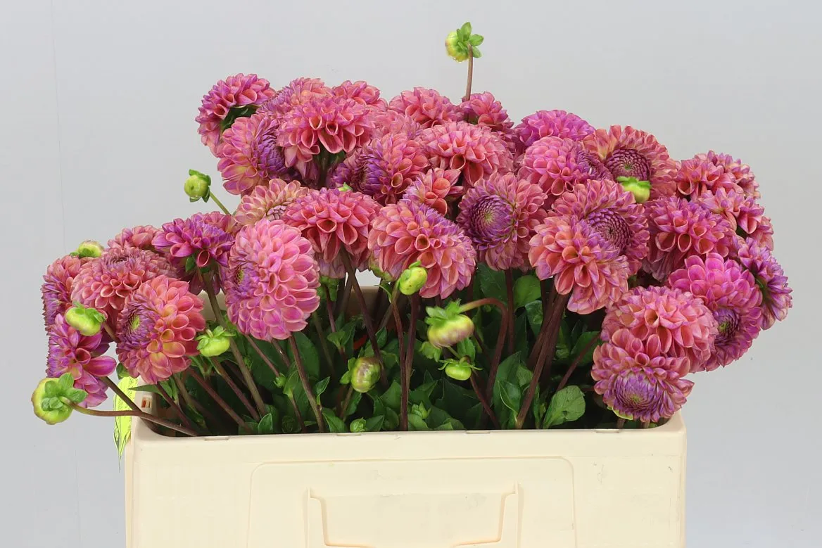 Dahlia Caitlin's Joy Brons • 55 cm