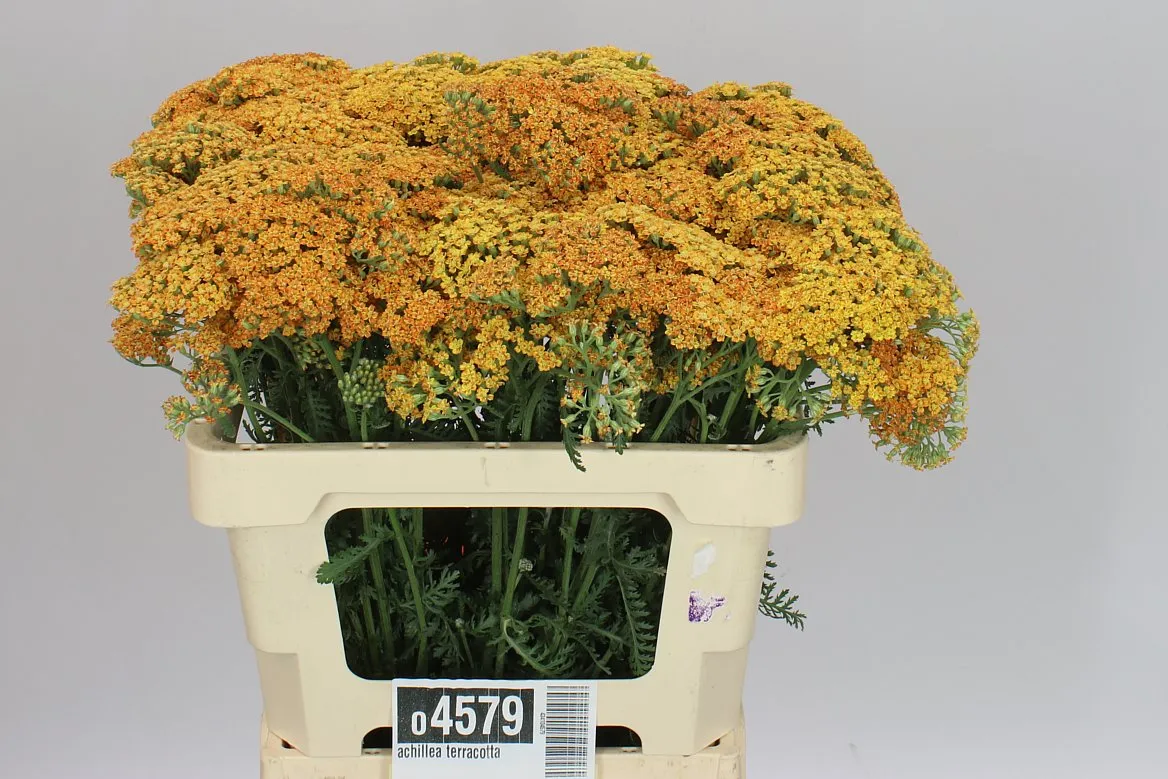 Achillea Terracotta • 55 cm