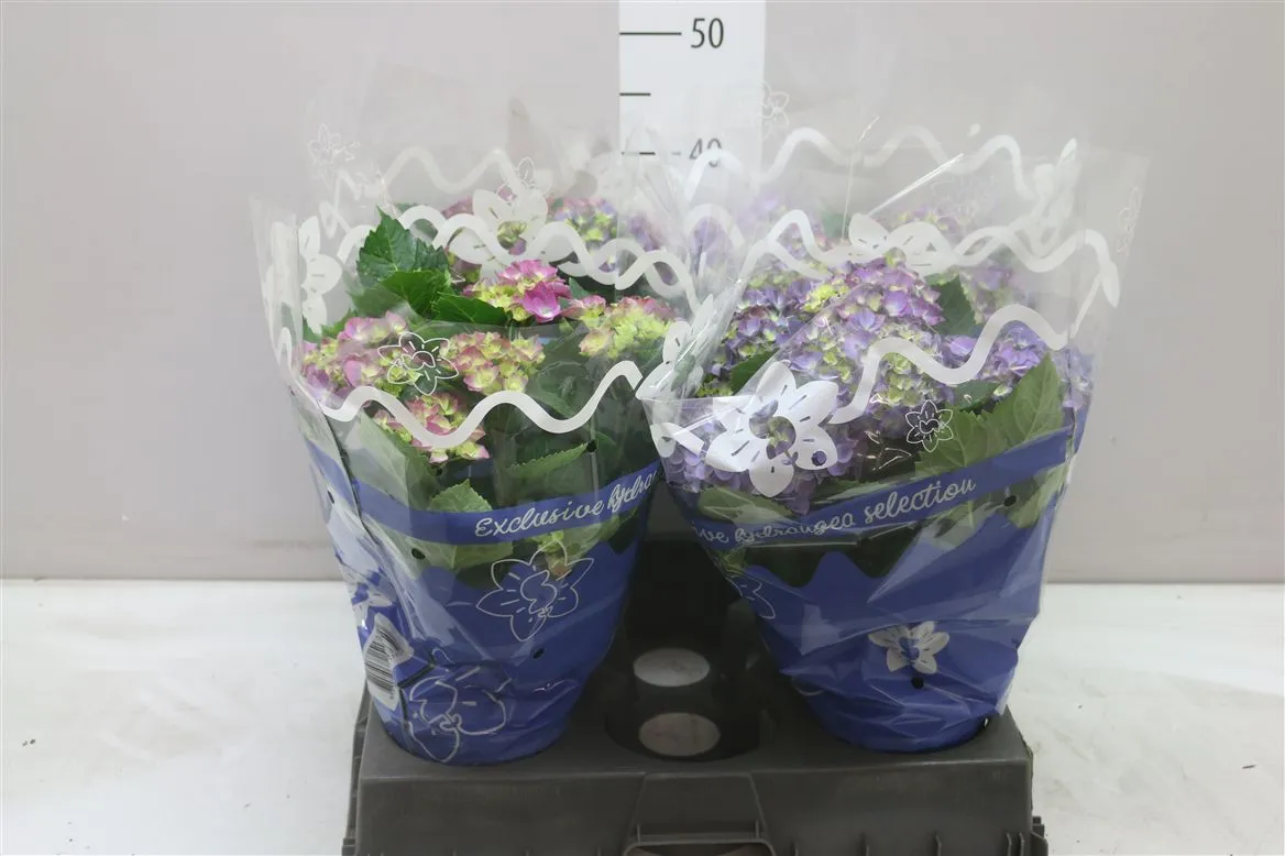 Hydrangea Blue 7-8 • črepník 14 cm