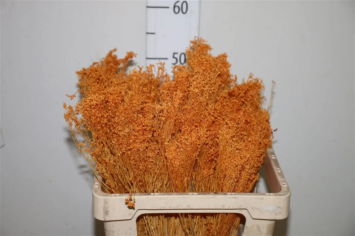 Brooms Brown Bunch, sušené • 50 cm