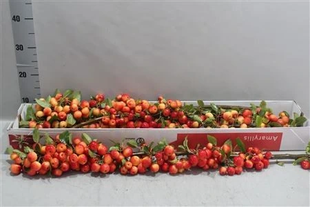 Malus Stem • 90 cm