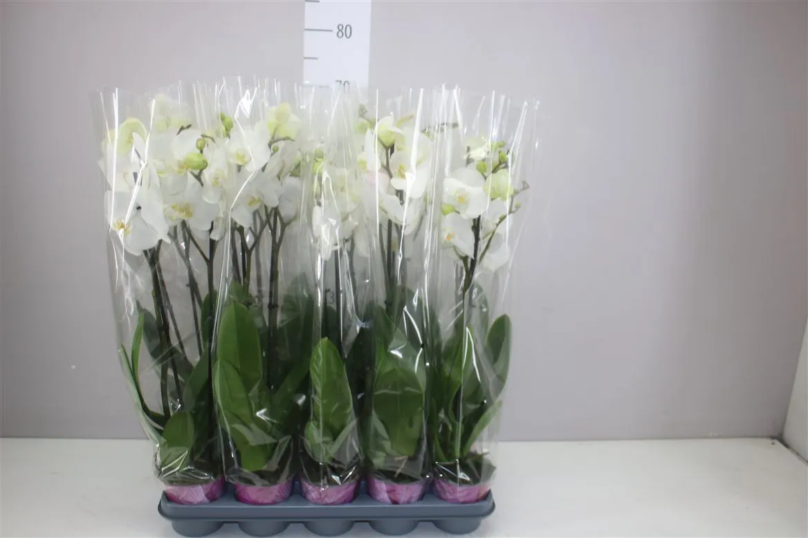 Orchidea Phalaenopsis biela Basic, 2 výhony • črepník 12 cm