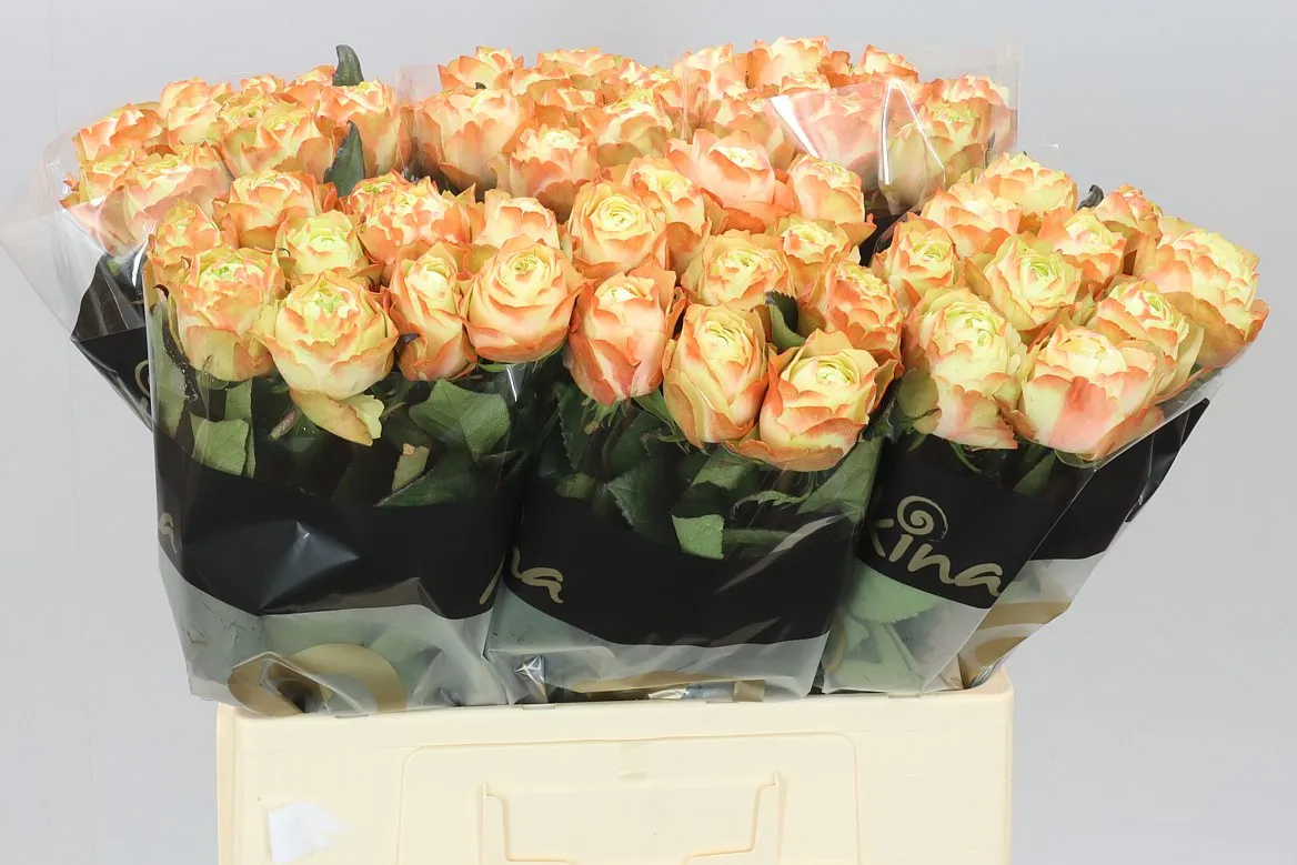 Rosa Gr Karma • 60 cm