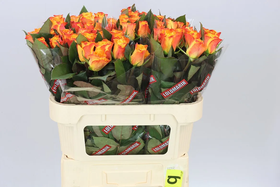 Rosa Gr Marie-claire! • 70 cm