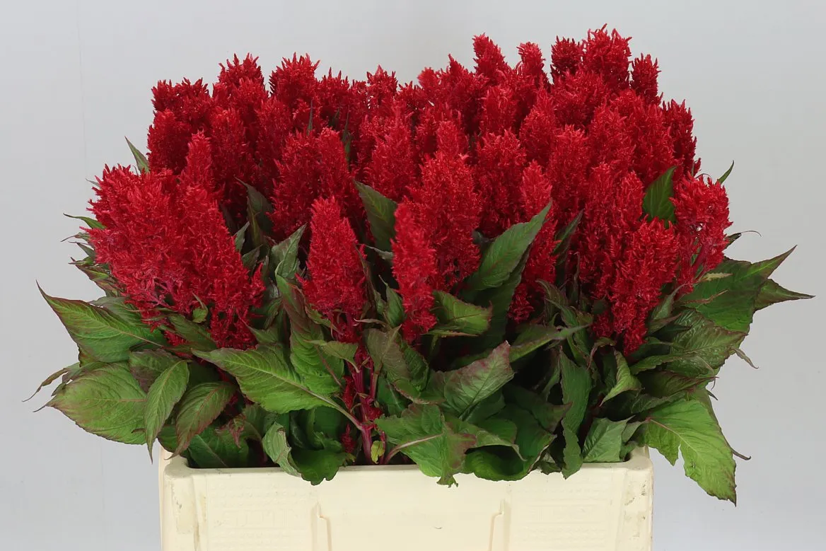 Celosia P Century Red • 60 cm