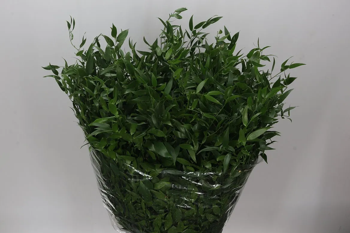 Ruskus Italia Medium L7 Baggs • 70 cm