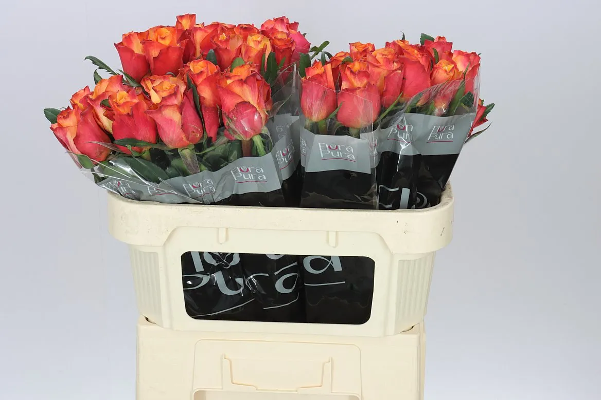 Rosa Gr Fire Fly • 70 cm