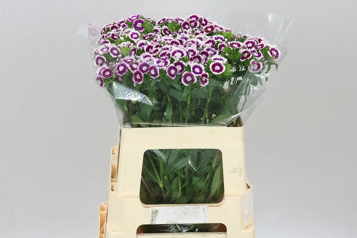 Di Barb Bicolor • 55 cm