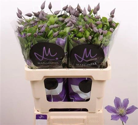 Clematis Amazing Sofia • 70 cm