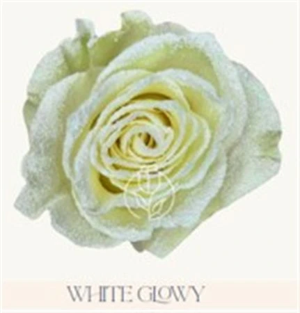 Ruža farbená White Glowy, Ekvádor • 50 cm