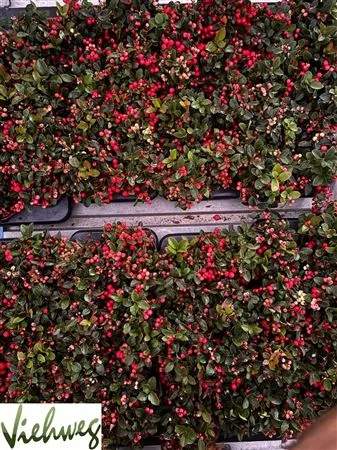 Gaultheria Pro Big Berry • črepník 12 cm