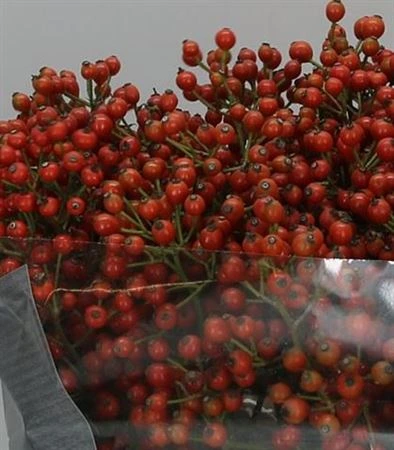 Šípky Autumn Rosefruits • 60 cm
