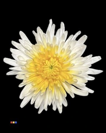 Chryzantéma veľkokvetá Ana White + Yellow • 70 cm