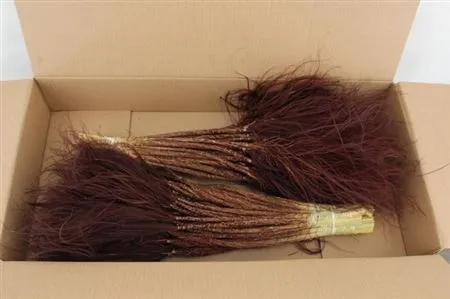 Stypha Choco Brown • 60 cm