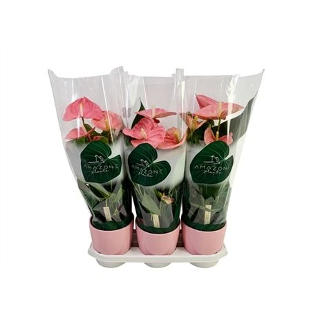 Antúrium Pink v keramike • črepník 19 cm
