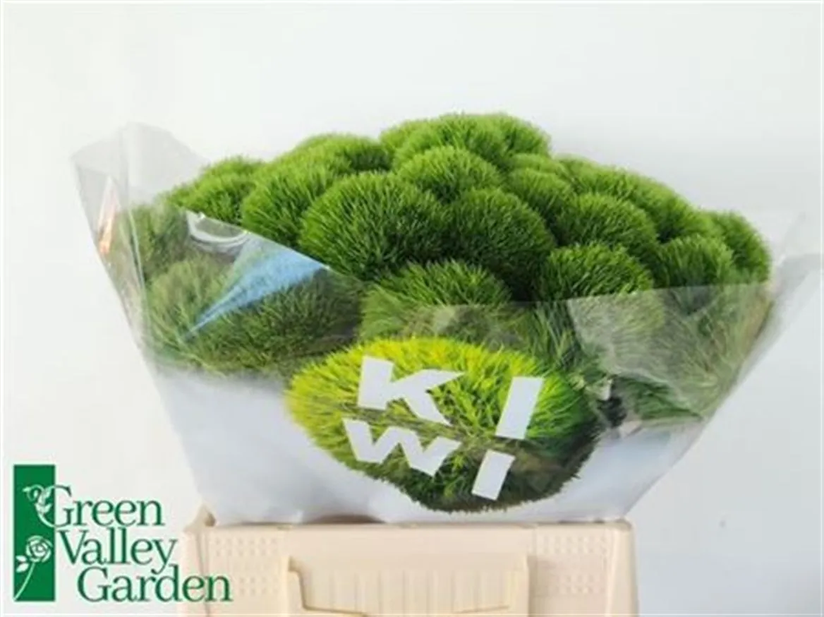 Klinček bradatý Kiwi Mellow • 40 cm
