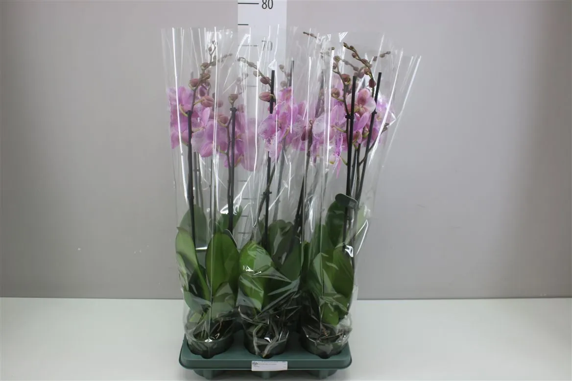 Orchidea Phalaenopsis Amoer, 2 výhony • črepník 12 cm