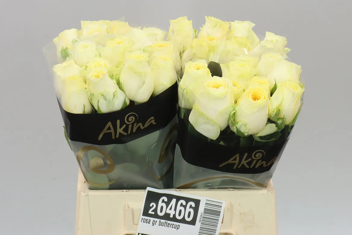 Rosa Gr Buttercup Imp • 40 cm