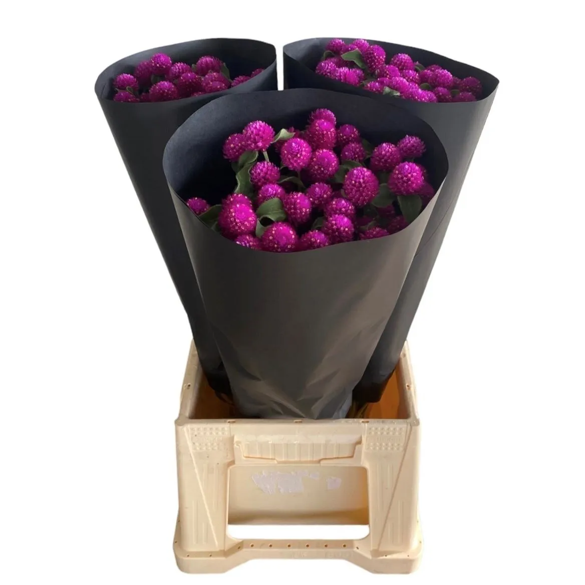 Gomphrena Gl Purple • 50 cm