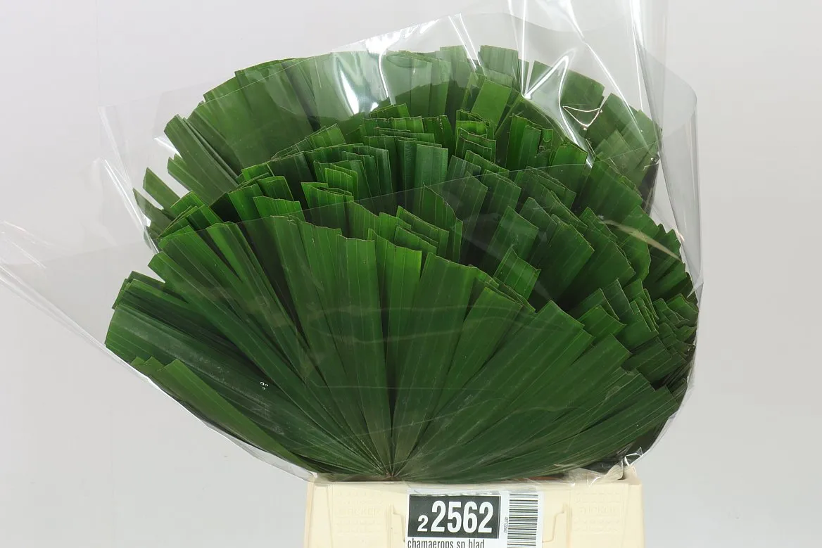 Chamaerops Sp Blad • 50 cm
