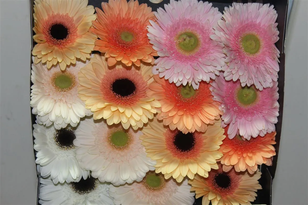Gerbera Diamond mix Pastel • 55 cm
