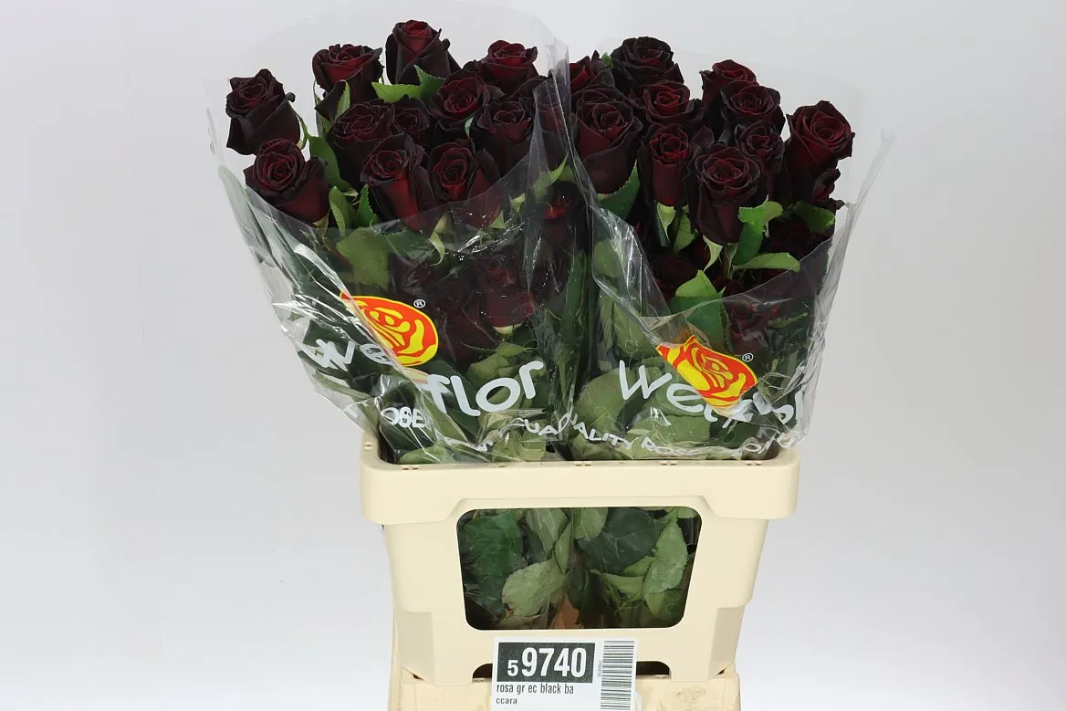 Rosa Gr Ec Black Baccara • 60 cm