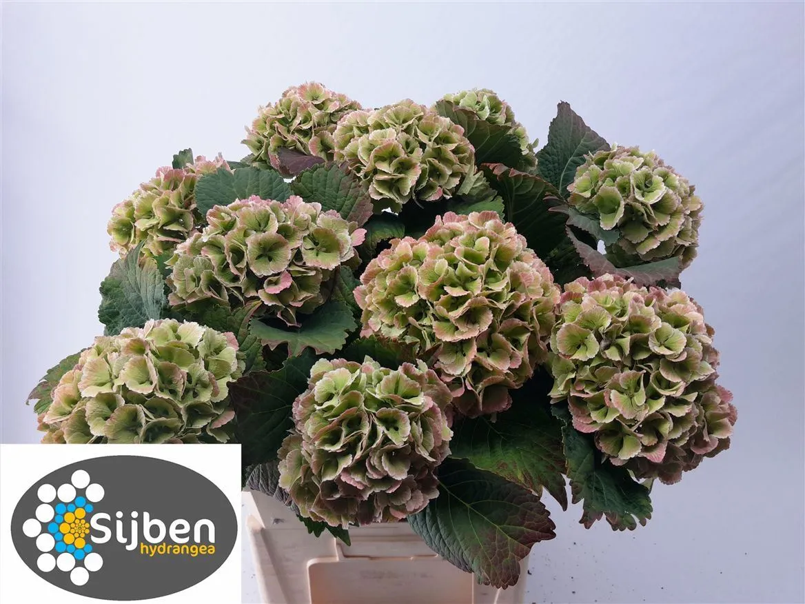 Hortenzia Lolly Pop Green Red Classic • 50 cm