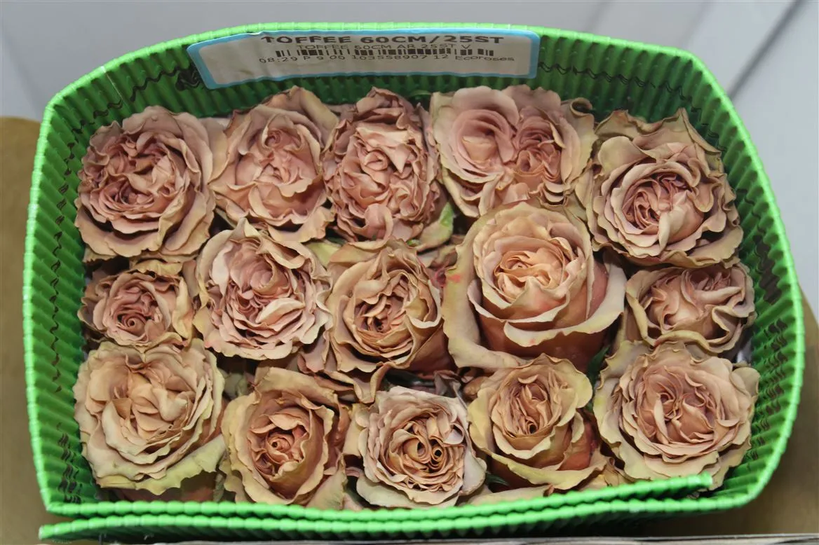 Ruža Toffee, Ekvádor • 60 cm
