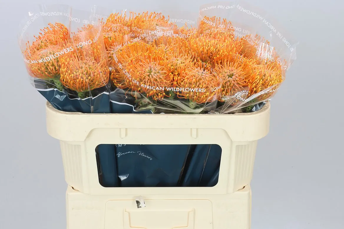 Leucospermum Ayoba Orange • 70 cm